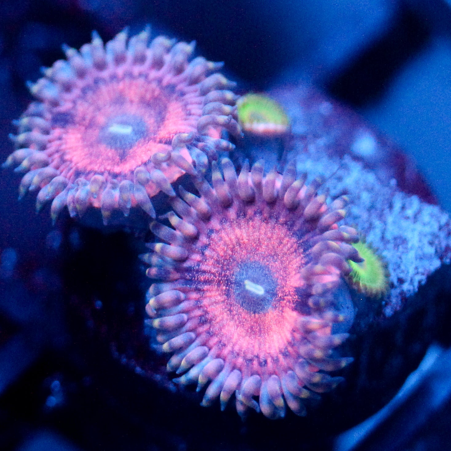 JC Pink Insanity Zoanthid