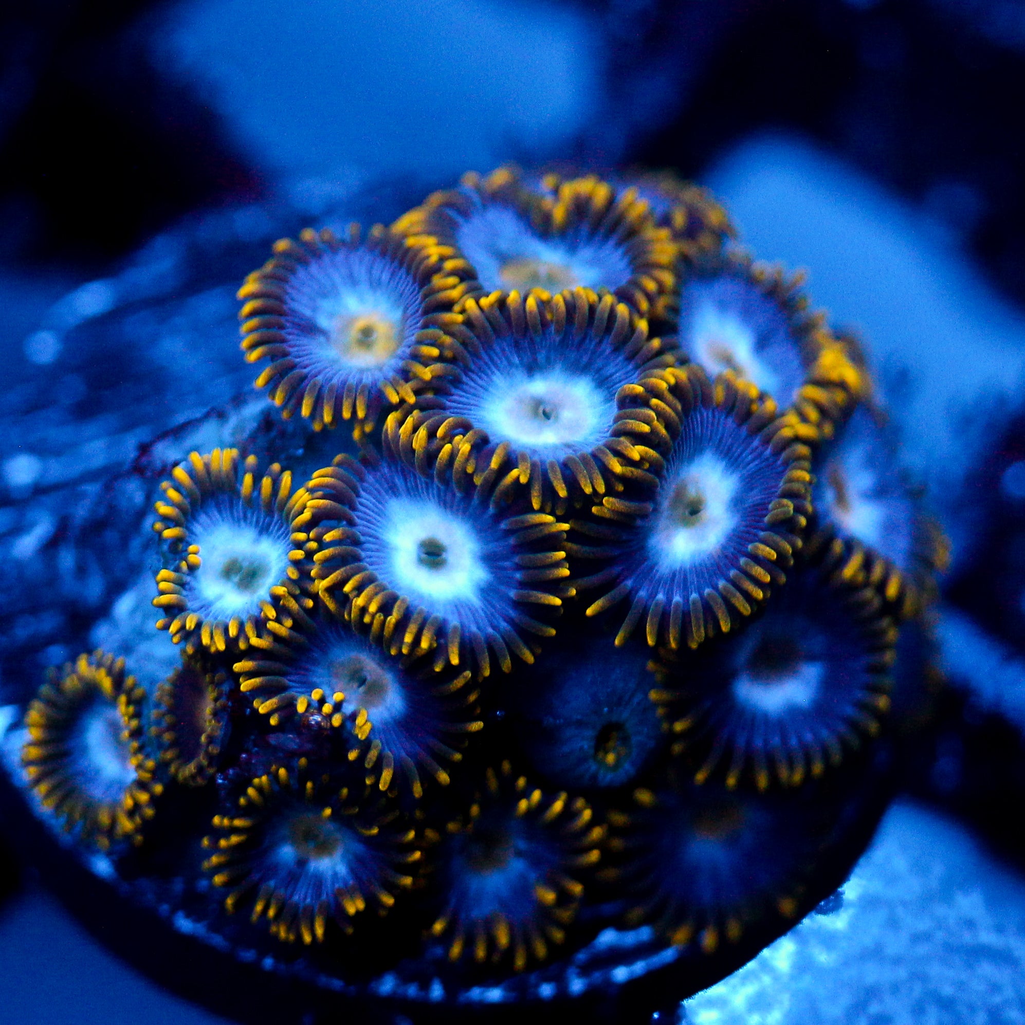 JC Eye of Odin Zoanthid