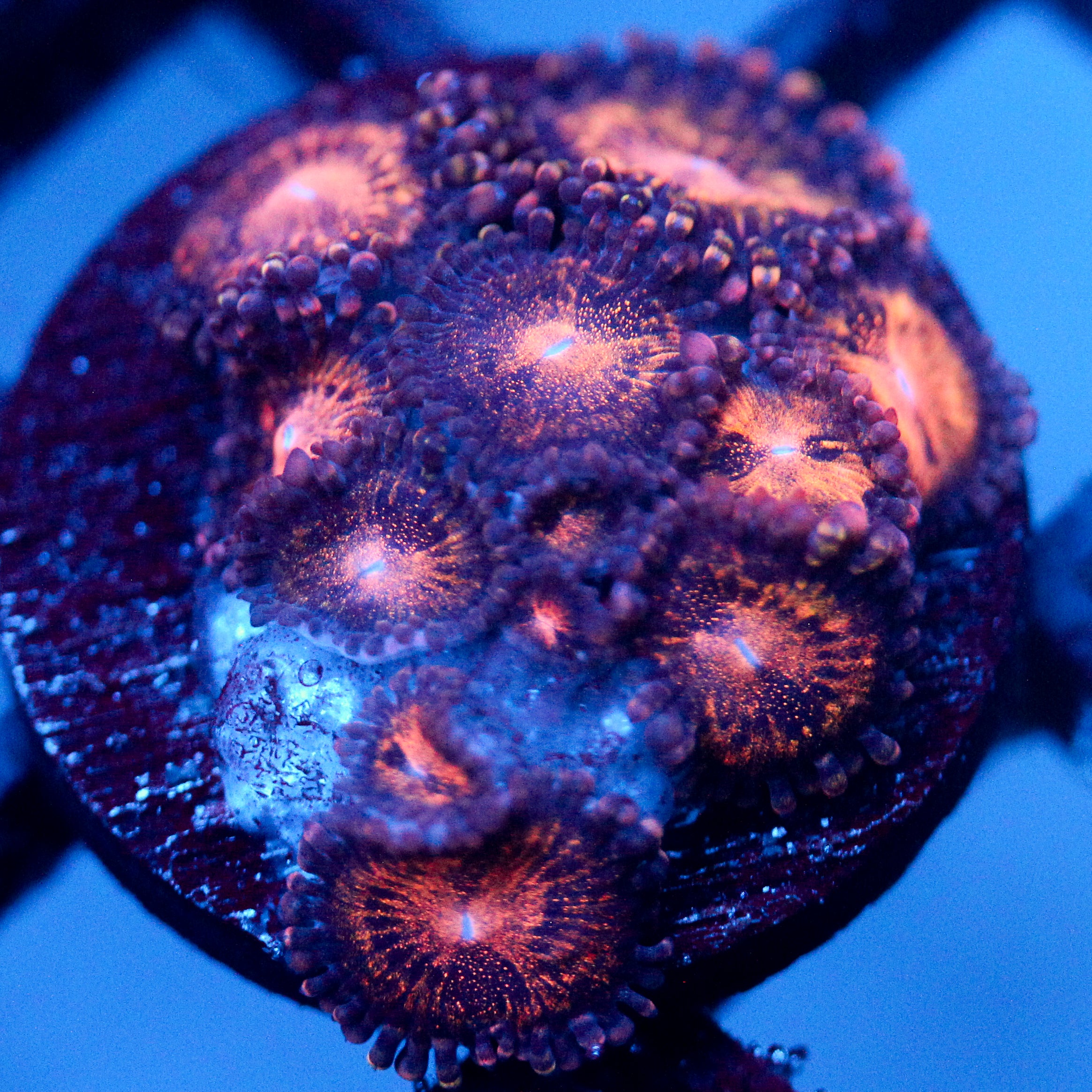 JC Speckled Kraze Zoanthid