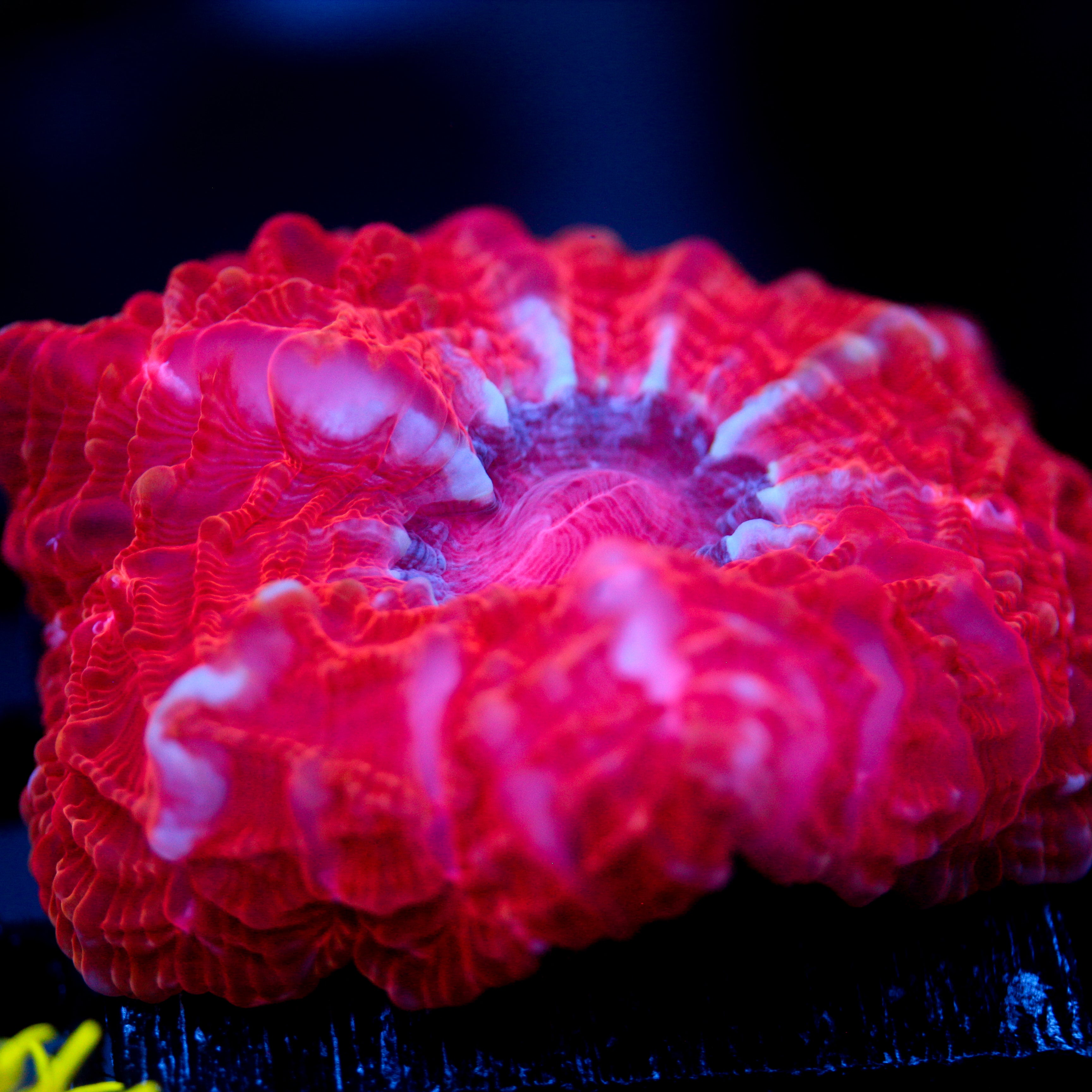 JC Sunset Pink Cynarina 2.5"+