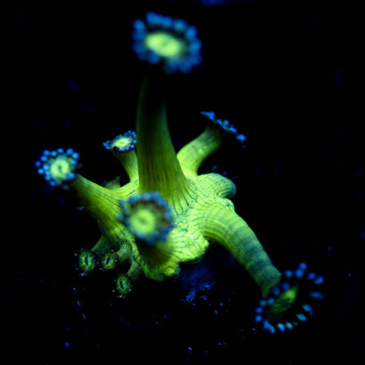 JC Peacock Goni