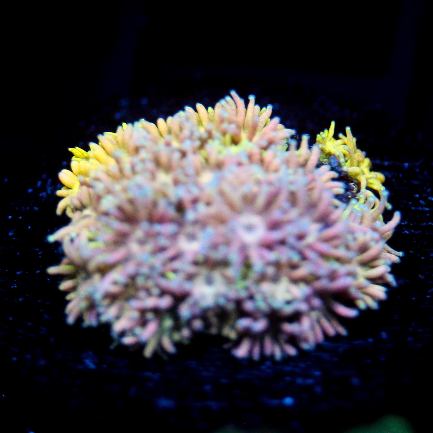 JC Pastel Petals Rainbow Goni