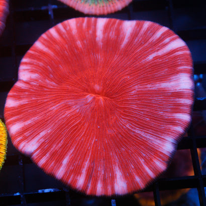 JC Red Rum Plate