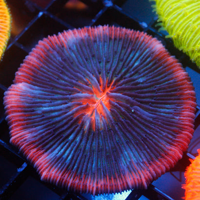 JC Whiskey Roads Plate