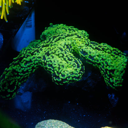 JC Neon Green Show Wall Hammer
