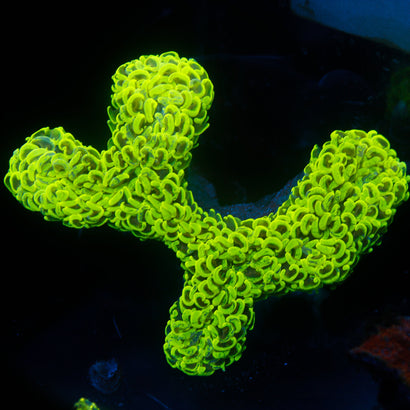 JC Neon Splatter Show Wall Hammer
