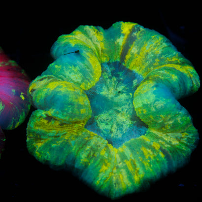 JC Ultra Rainbow Trachy