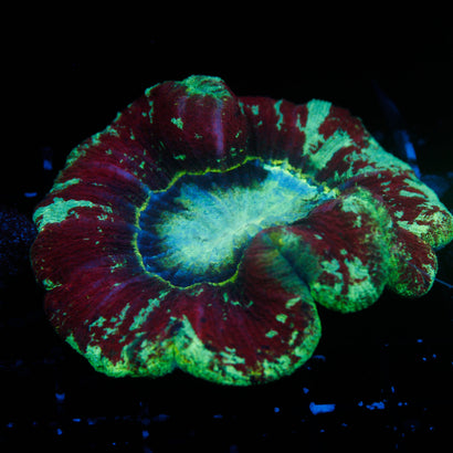 JC Ultra Rainbow Trachy