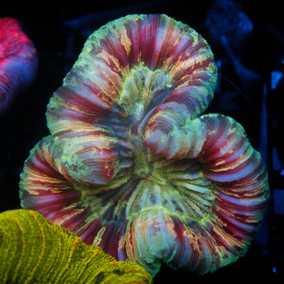 JC Ultra Rainbow Lobo