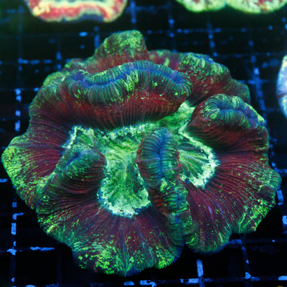 JC Ultra Rainbow Trachy