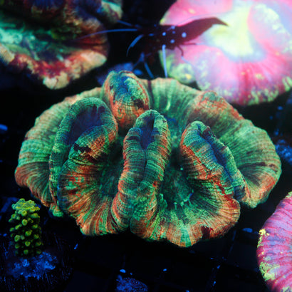 JC Ultra Rainbow Trachy