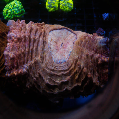 JC Ultra Rainbow Acanthophyllia