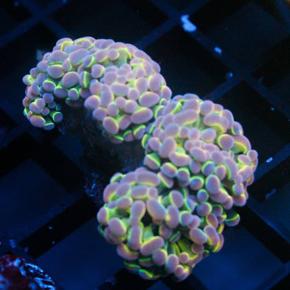 JC Ultra Hologram Hammer Mini Colony