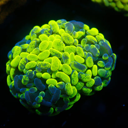 JC Ultra Splatter Hammer