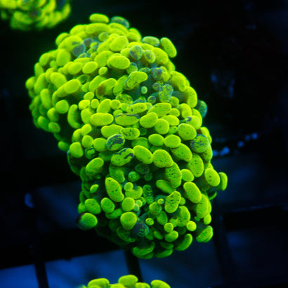 JC Neon Splatter Hammer