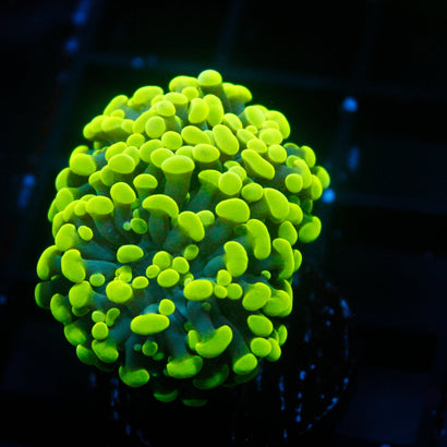 JC Neon Green Hammer