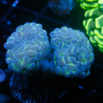 JC Hologram Hammer V2