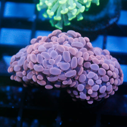 JC Pink Hammer Mini Colony