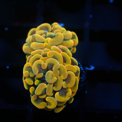 JC Ultra Gold Hammer