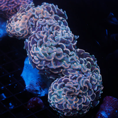 JC Pastel Orange Wall Hammer