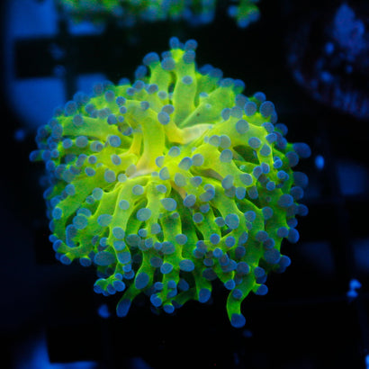 JC Hulk Octo