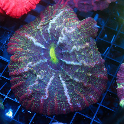 JC Outer Space Cynaria