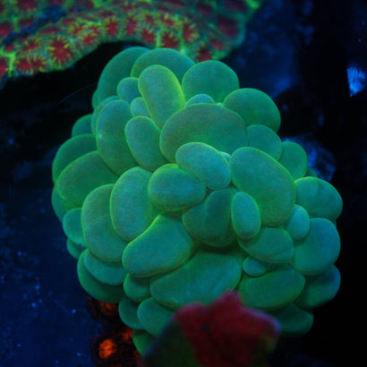 JC Bubble Coral