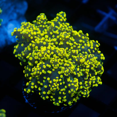 JC Neon Green Octo