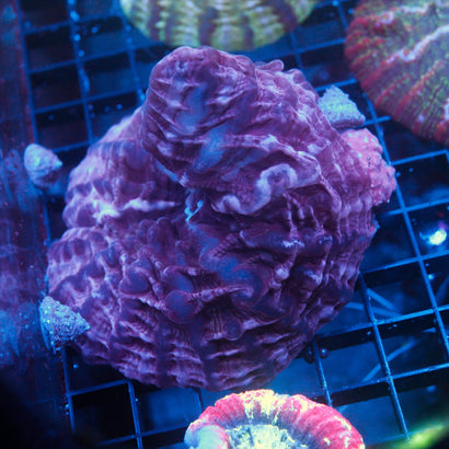 JC Purple Magic Cynaria