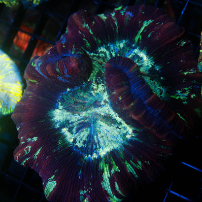 JC Ultra Rainbow Trachy