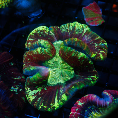 JC Ultra Rainbow Trachy