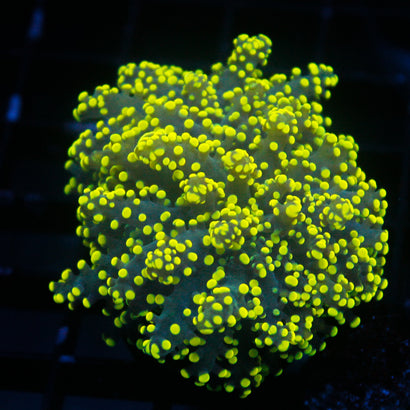 JC Neon Green Octo