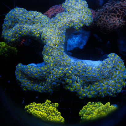 Neon Green/Blue Show Hammer - HUGE!!