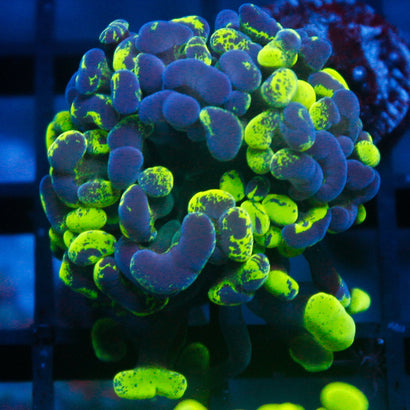 JC Ultra Splatter Hammer