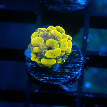 JC Yellow Splatter Hammer