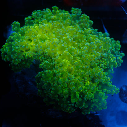 JC Neon Green Wall Octo Colony