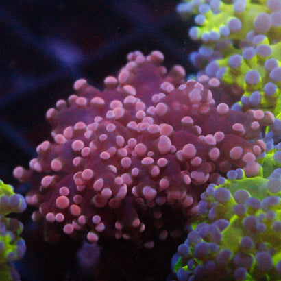 JC Pink Tip Octo