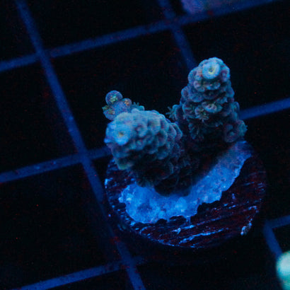 JC Nebula