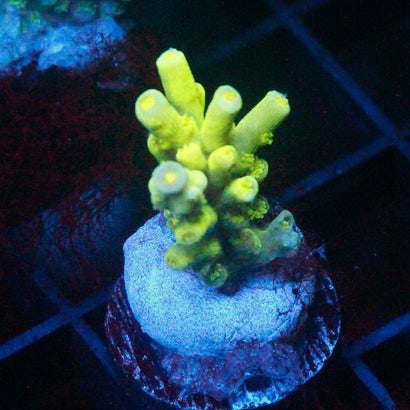 JC Mellow Yellow