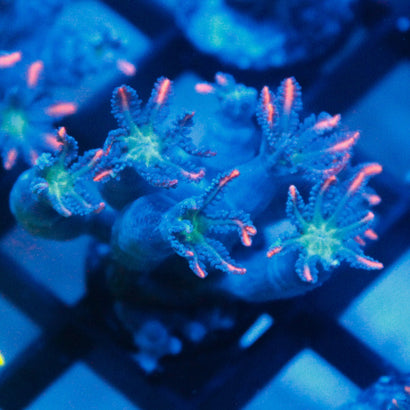 JC Red Clove Polyp