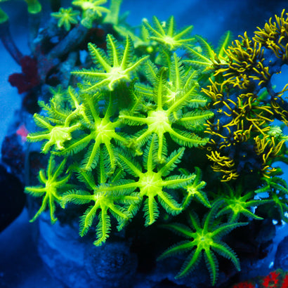 JC Neon Green Clove Polyp
