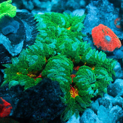 JC Ultra Rock Flower