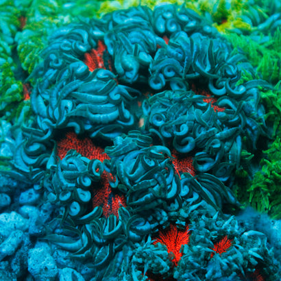 JC Ultra Rock Flower