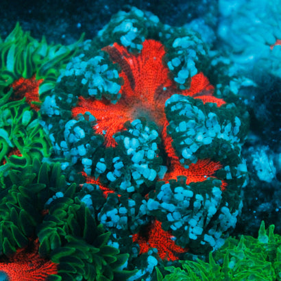 JC Ultra Rock Flower