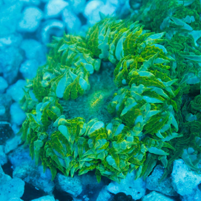 JC Ultra Rock Flower