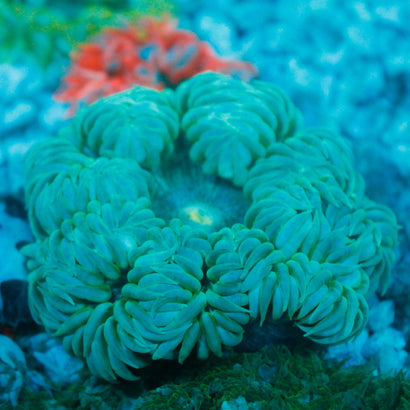 JC Ultra Rock Flower