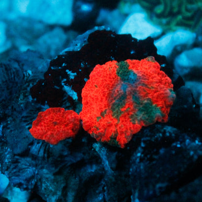 Deadpool Mushroom with BABY