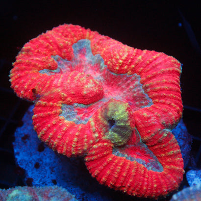 JC Rainbow Symphyllia