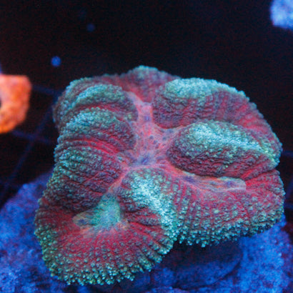 JC Rainbow Symphyllia