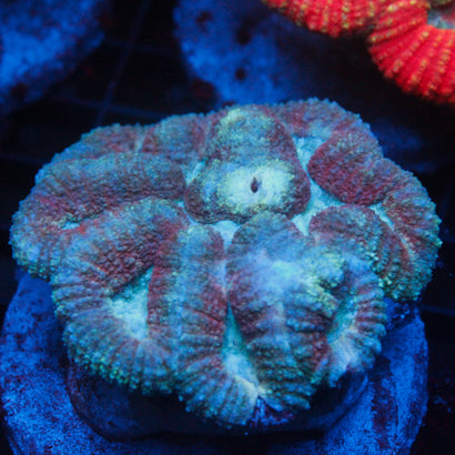 JC Rainbow Lobophyllia